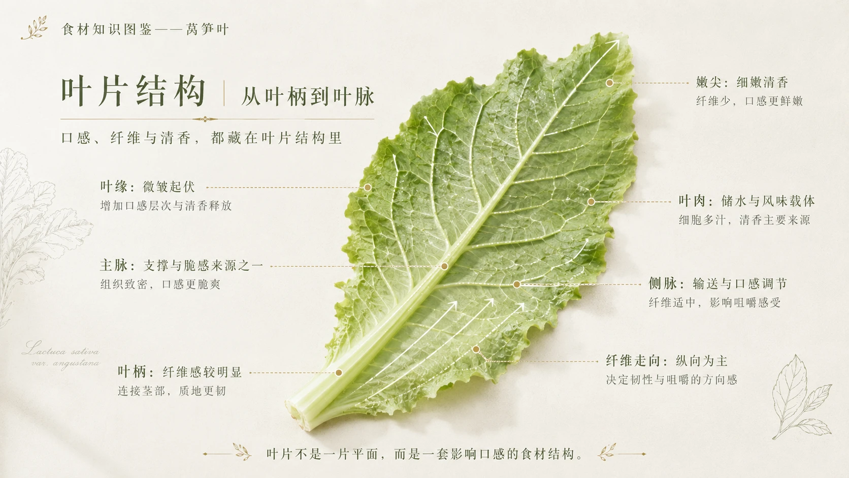 万物知识图鉴系列作品PPT——莴笋叶 - 预览图5