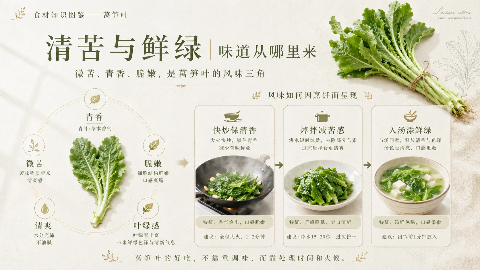 万物知识图鉴系列作品PPT——莴笋叶 - 预览图6
