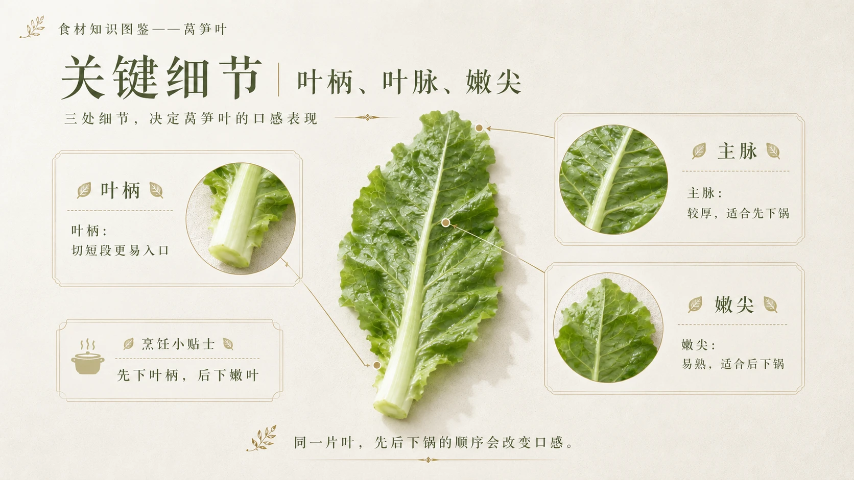 万物知识图鉴系列作品PPT——莴笋叶 - 预览图7