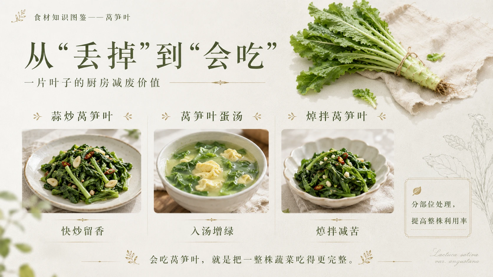 万物知识图鉴系列作品PPT——莴笋叶 - 预览图9