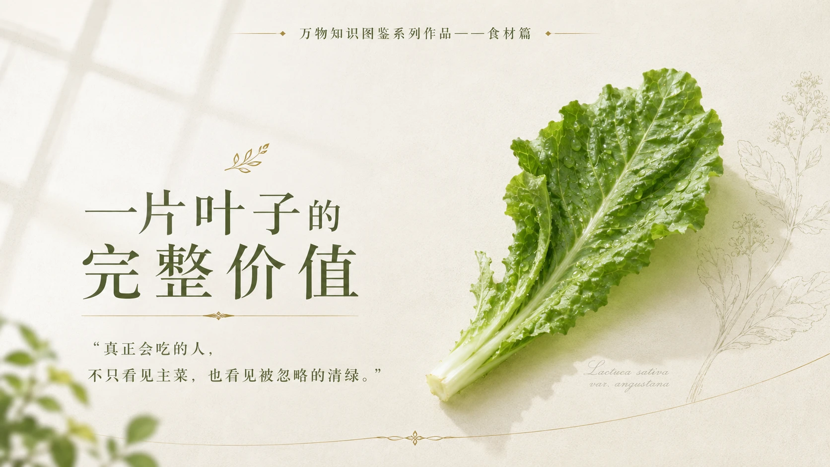 万物知识图鉴系列作品PPT——莴笋叶 - 预览图10