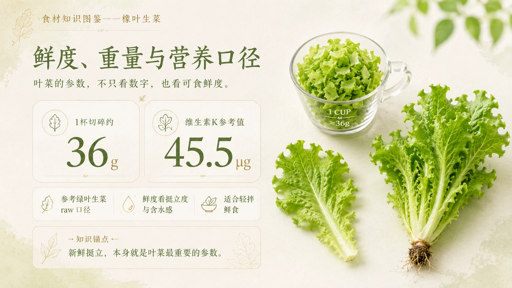 万物知识图鉴系列作品PPT——橡叶生菜 - 预览图4