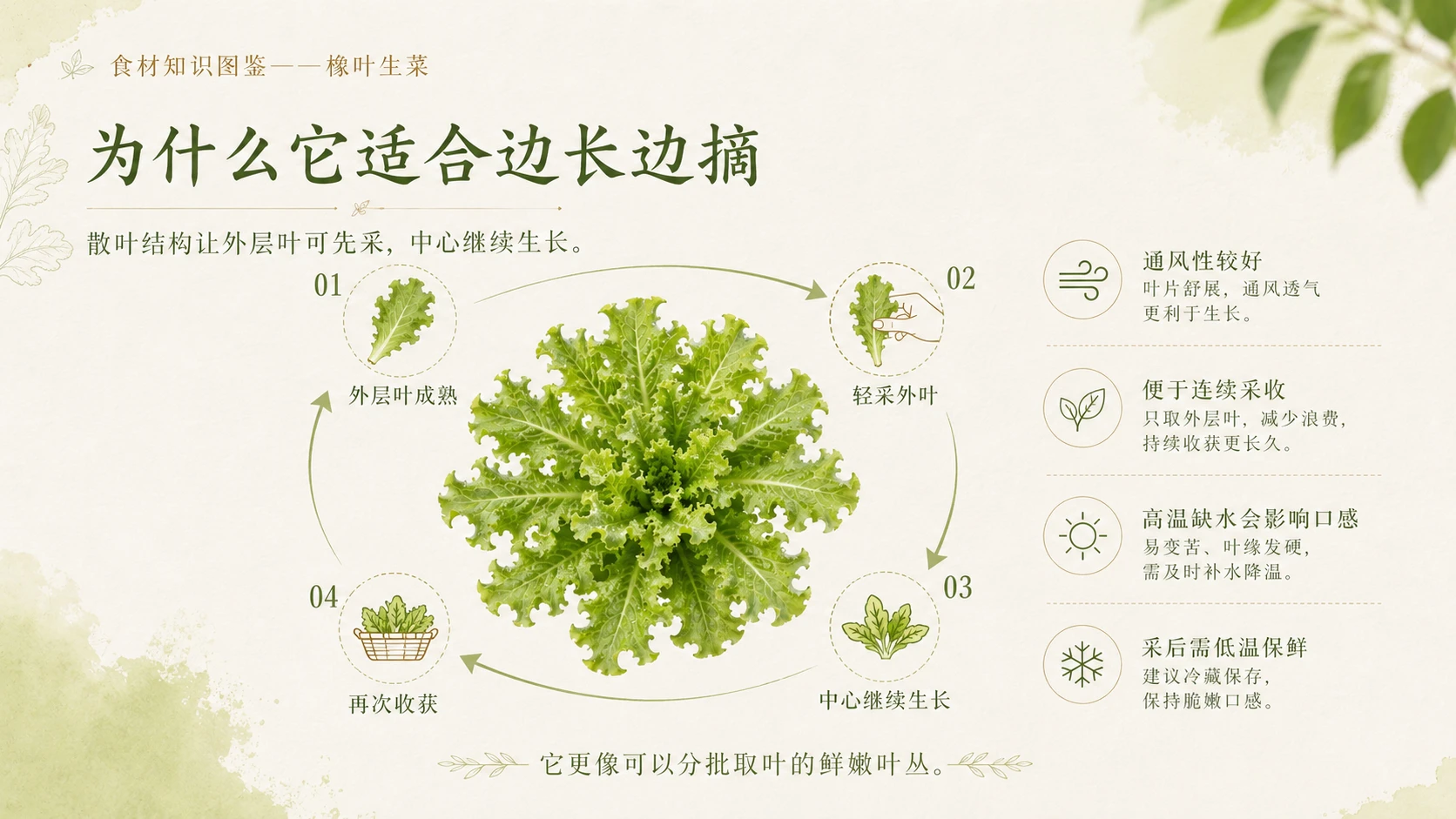 万物知识图鉴系列作品PPT——橡叶生菜 - 预览图6