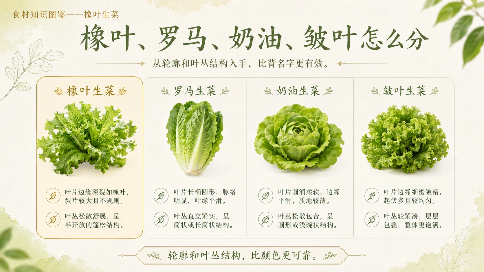 万物知识图鉴系列作品PPT——橡叶生菜 - 预览图8