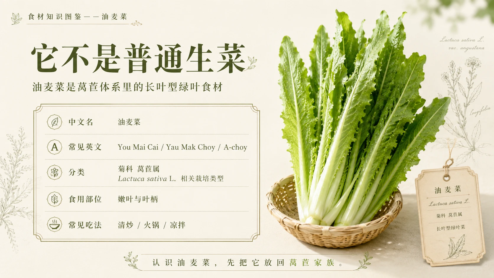 万物知识图鉴系列作品PPT——油麦菜 - 预览图2
