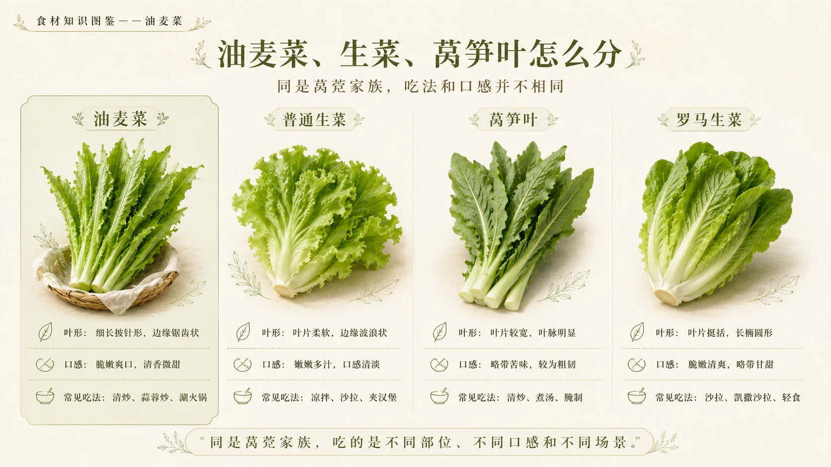 万物知识图鉴系列作品PPT——油麦菜 - 预览图8