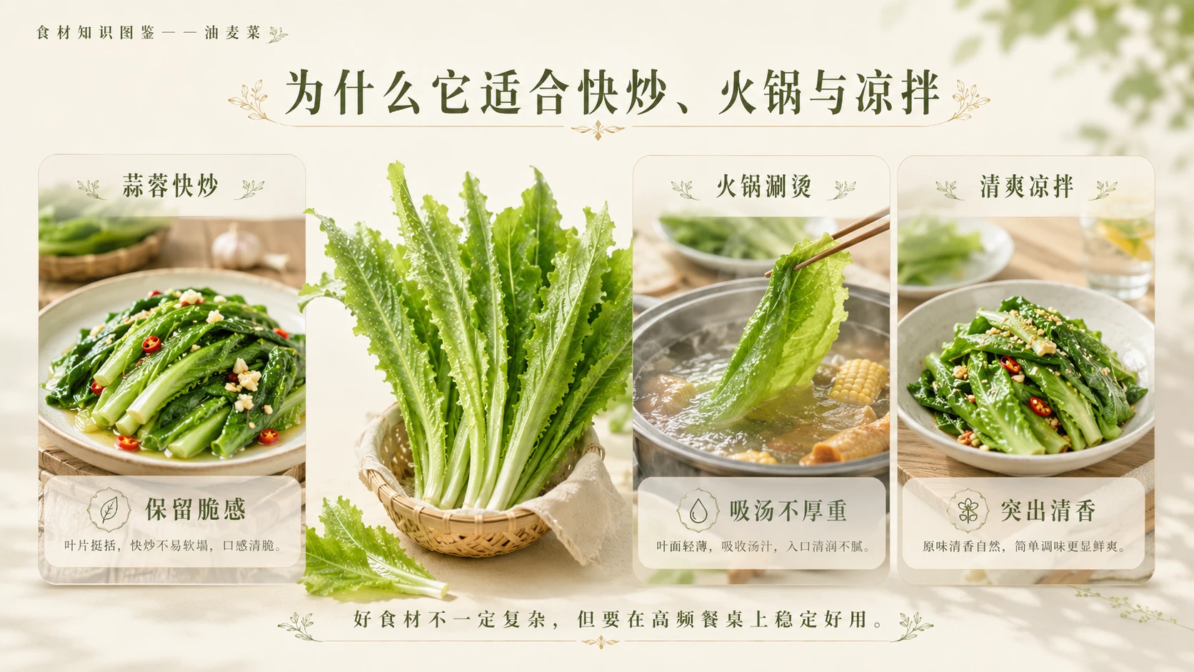 万物知识图鉴系列作品PPT——油麦菜 - 预览图9