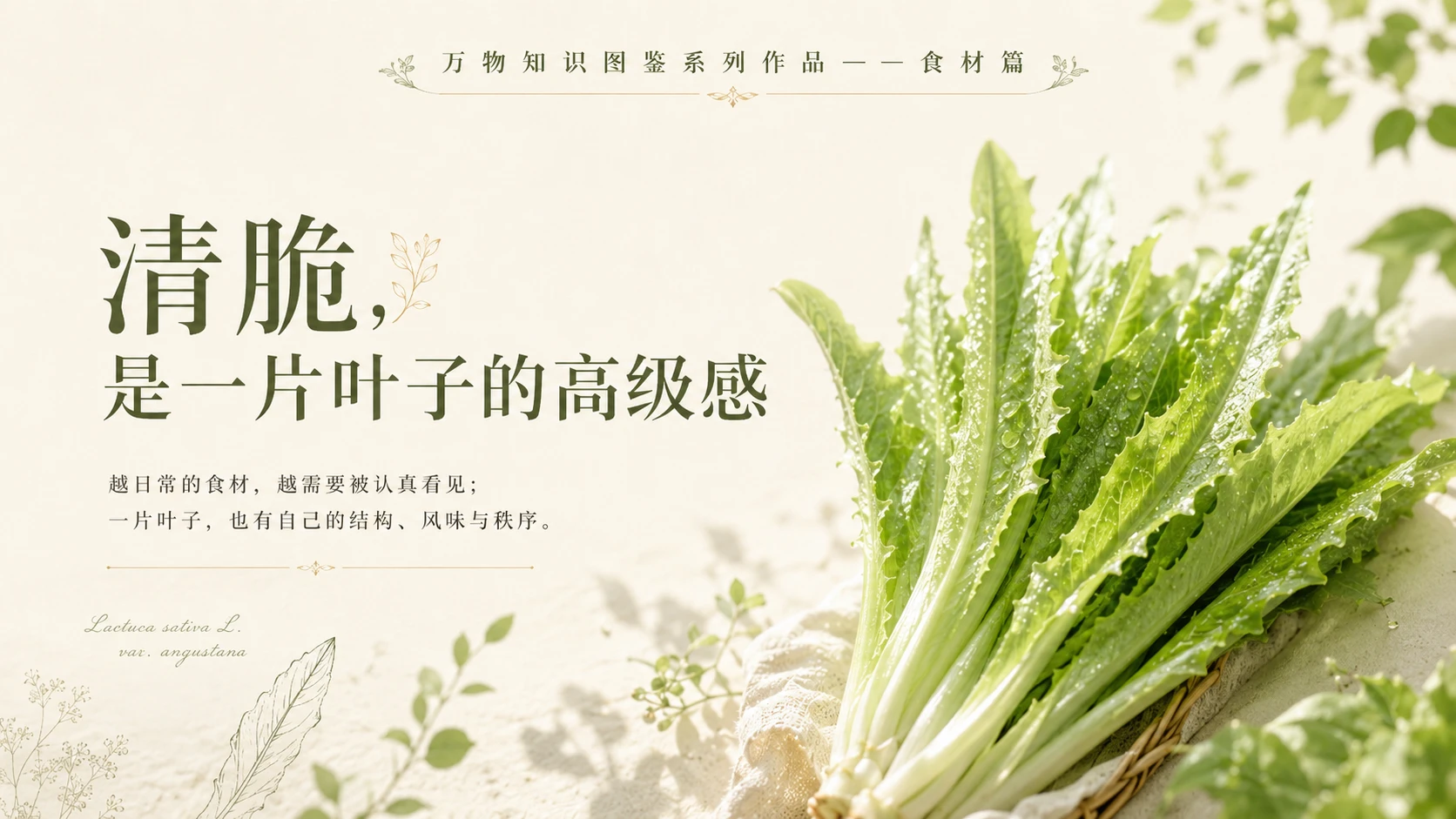 万物知识图鉴系列作品PPT——油麦菜 - 预览图10
