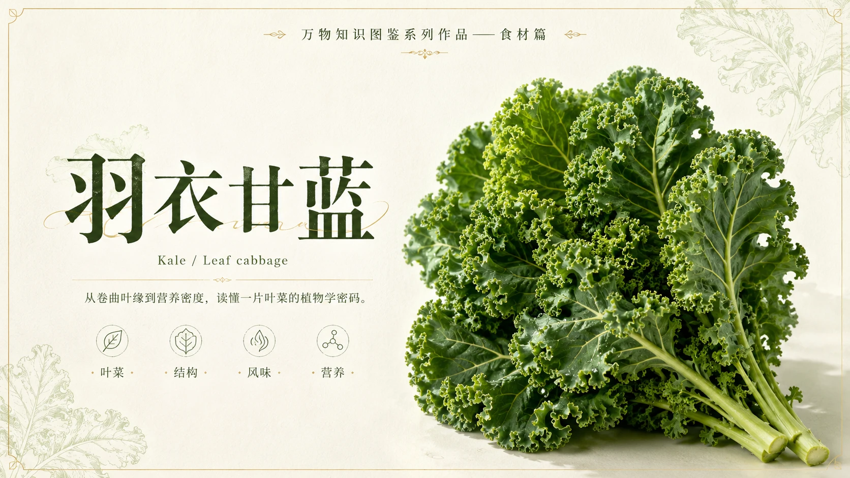 万物知识图鉴系列作品PPT——羽衣甘蓝 - 预览图1