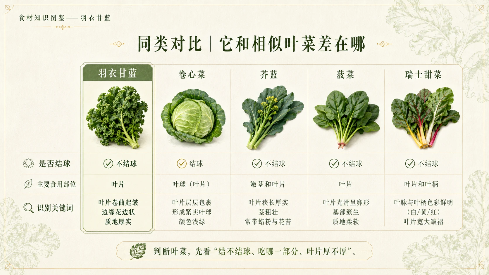 万物知识图鉴系列作品PPT——羽衣甘蓝 - 预览图8