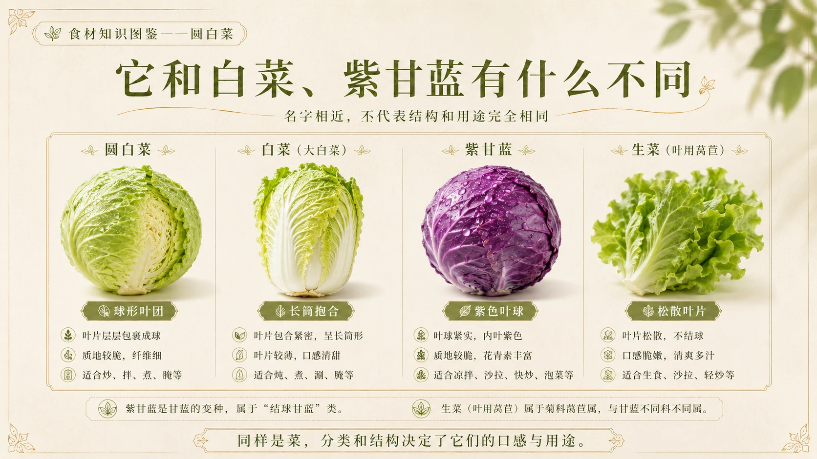 万物知识图鉴系列作品PPT——圆白菜 - 预览图8