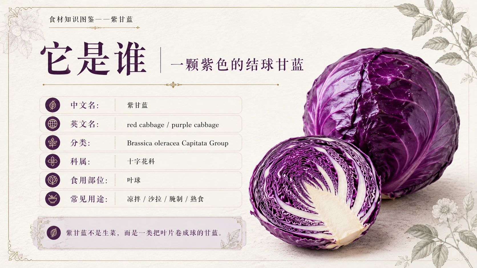 万物知识图鉴系列作品PPT——紫甘蓝 - 预览图4