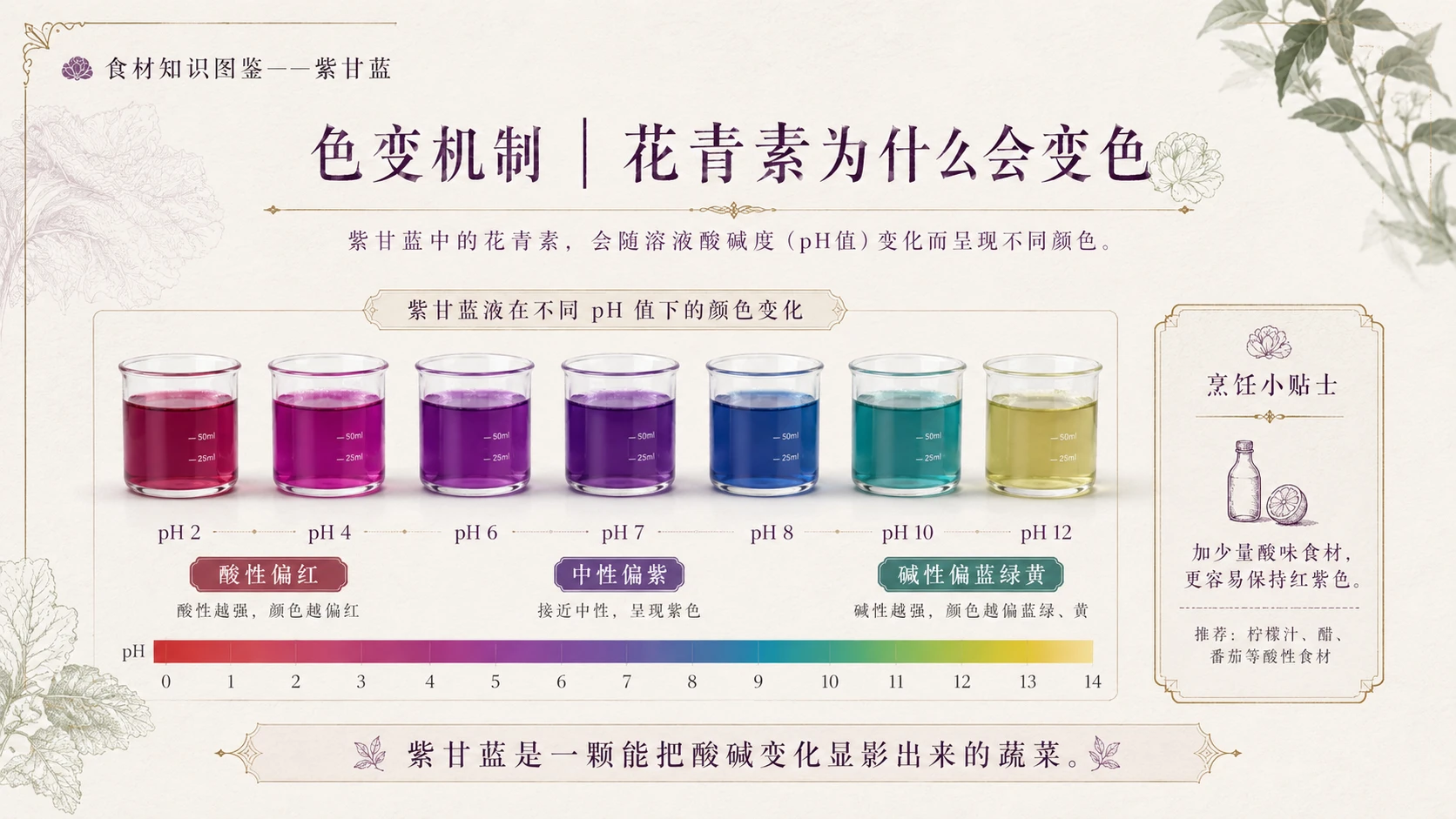 万物知识图鉴系列作品PPT——紫甘蓝 - 预览图6