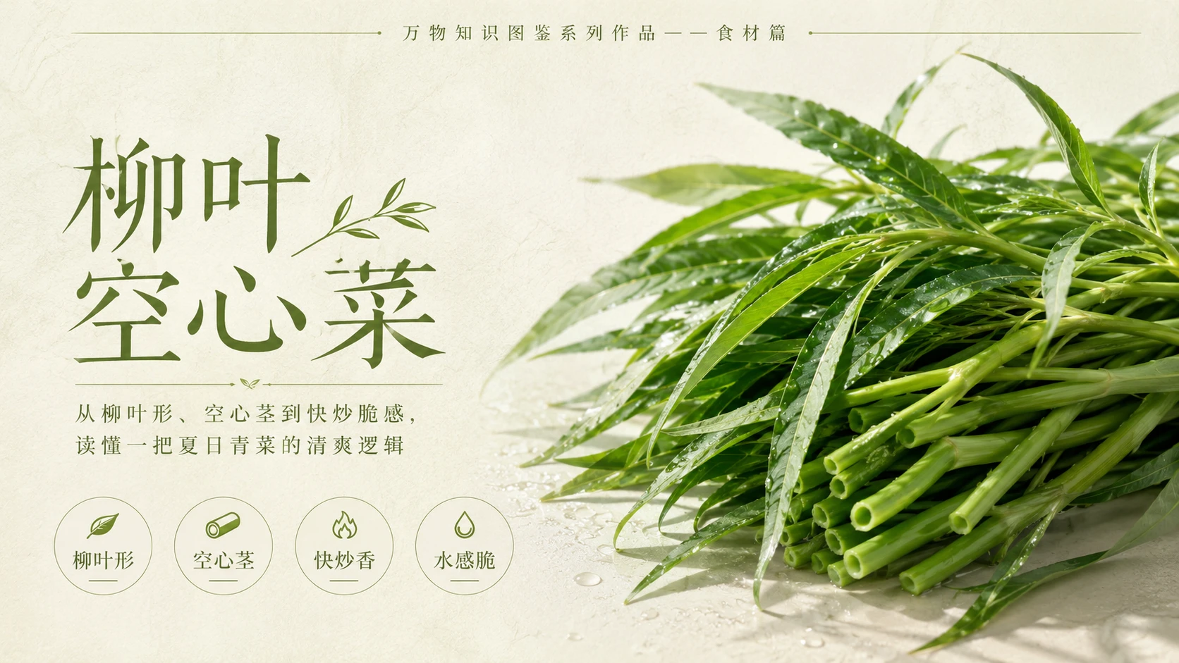 万物知识图鉴系列作品PPT——柳叶空心菜 - 预览图1