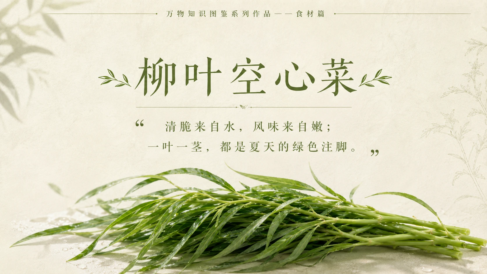 万物知识图鉴系列作品PPT——柳叶空心菜 - 预览图10