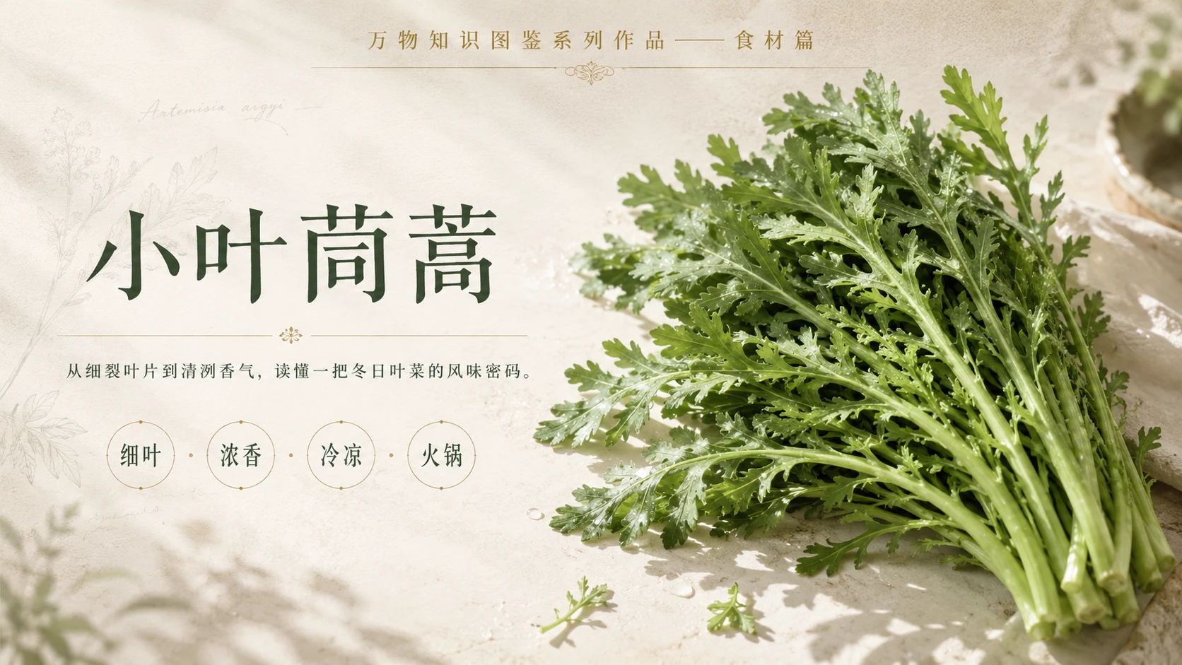 万物知识图鉴系列作品PPT——小叶茼蒿 - 预览图1