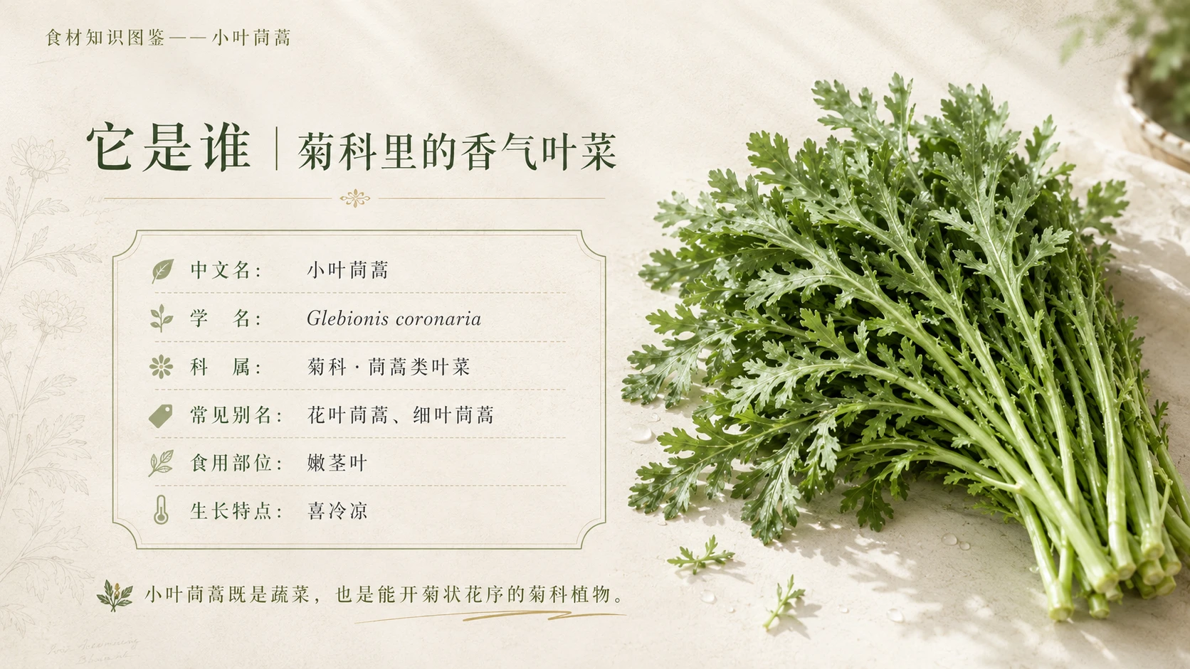 万物知识图鉴系列作品PPT——小叶茼蒿 - 预览图2