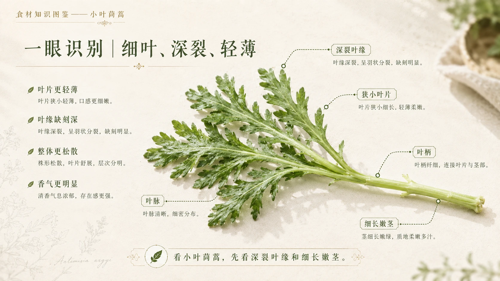 万物知识图鉴系列作品PPT——小叶茼蒿 - 预览图3