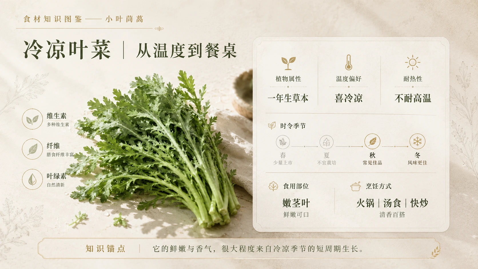 万物知识图鉴系列作品PPT——小叶茼蒿 - 预览图4