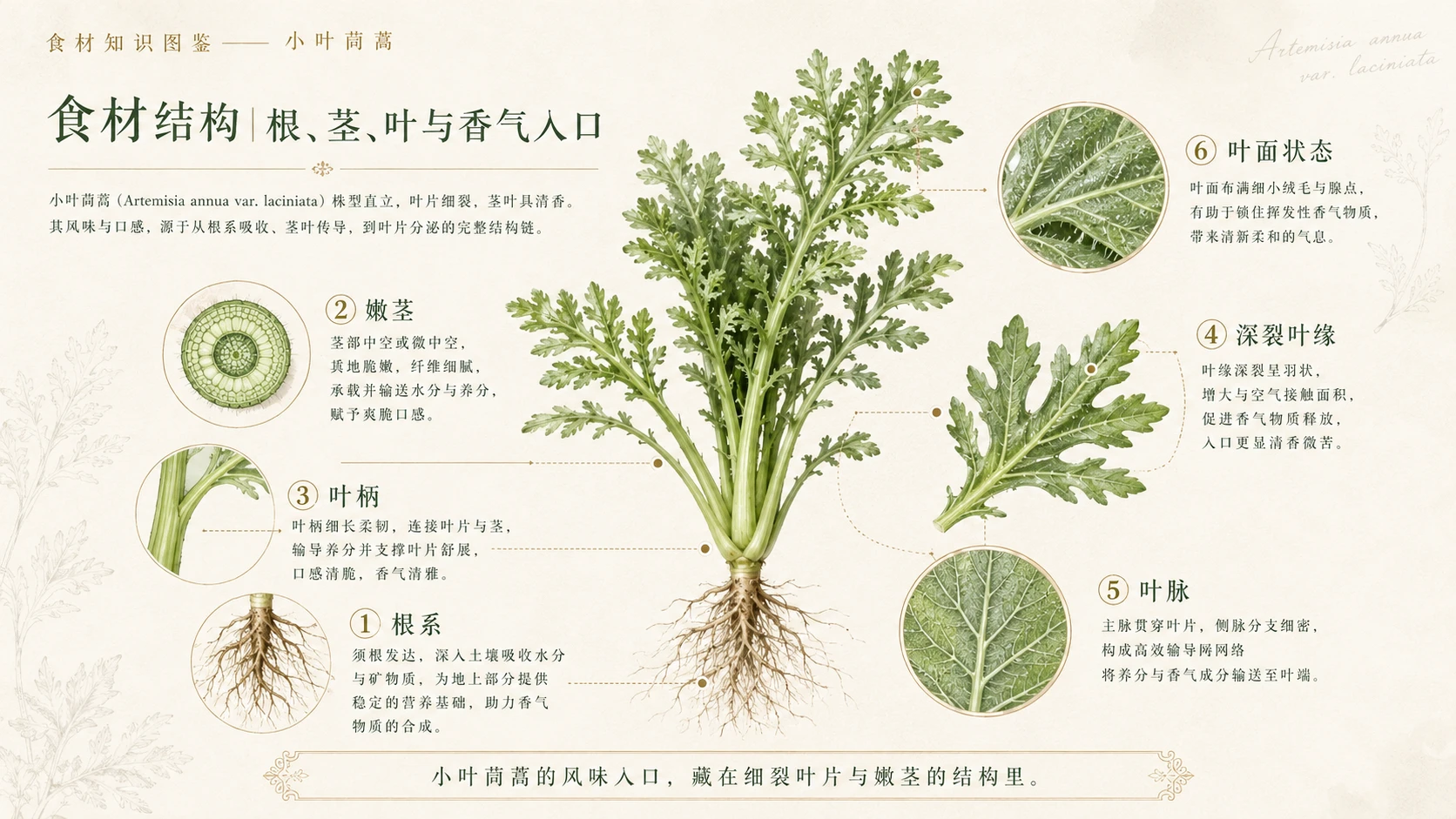 万物知识图鉴系列作品PPT——小叶茼蒿 - 预览图5