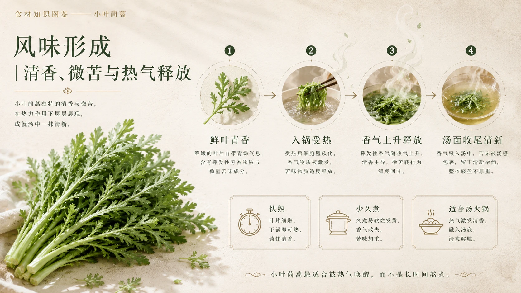 万物知识图鉴系列作品PPT——小叶茼蒿 - 预览图6