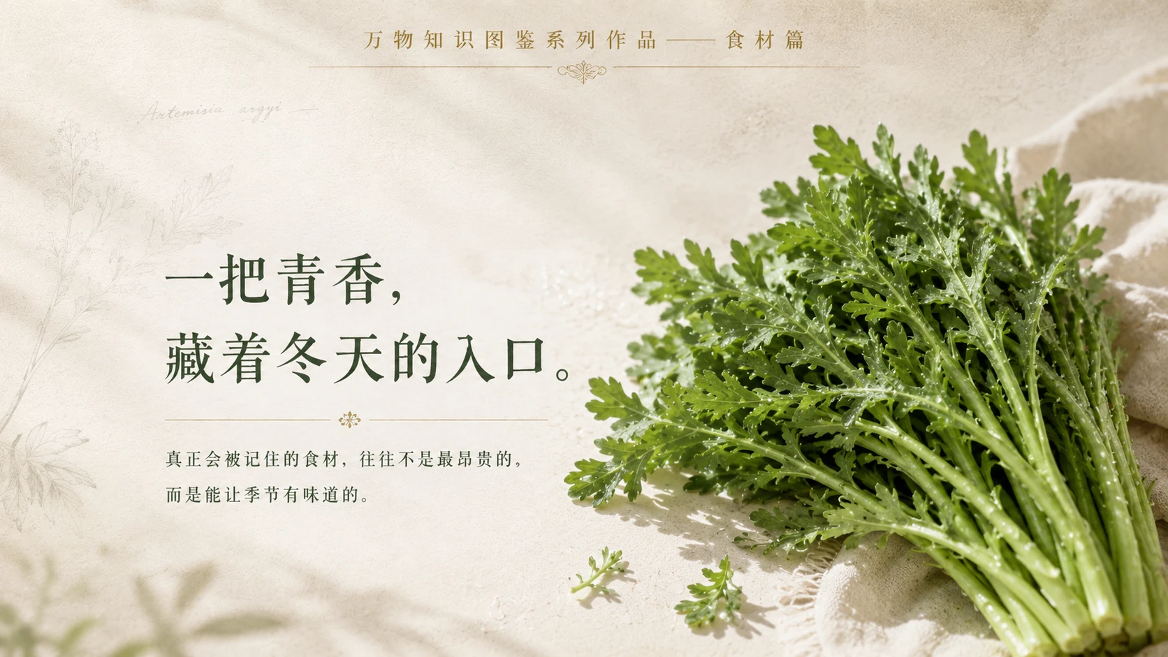 万物知识图鉴系列作品PPT——小叶茼蒿 - 预览图10