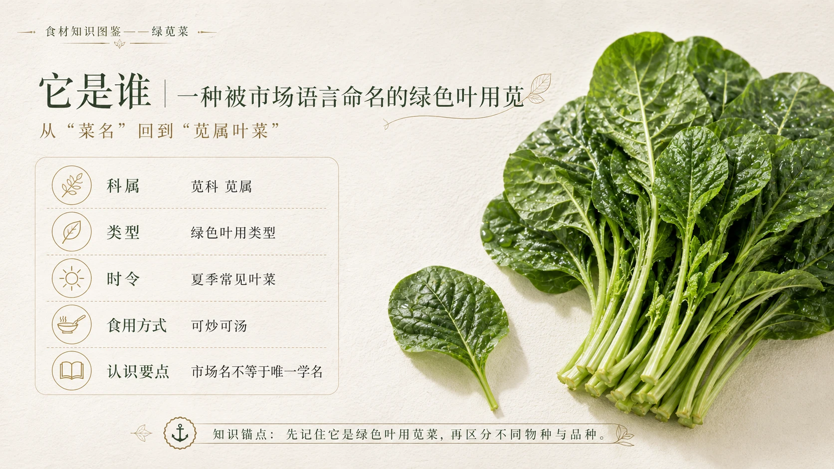 万物知识图鉴系列作品PPT——绿苋菜 - 预览图2