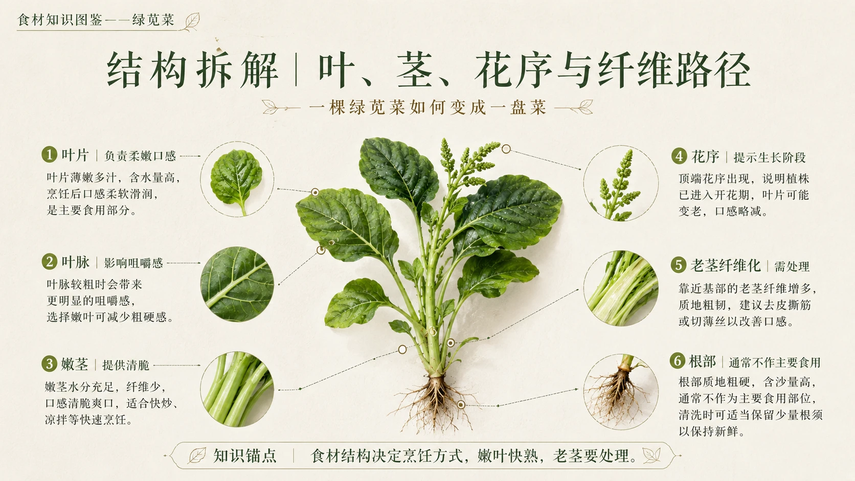 万物知识图鉴系列作品PPT——绿苋菜 - 预览图5