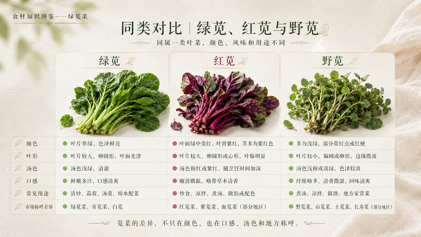 万物知识图鉴系列作品PPT——绿苋菜 - 预览图8