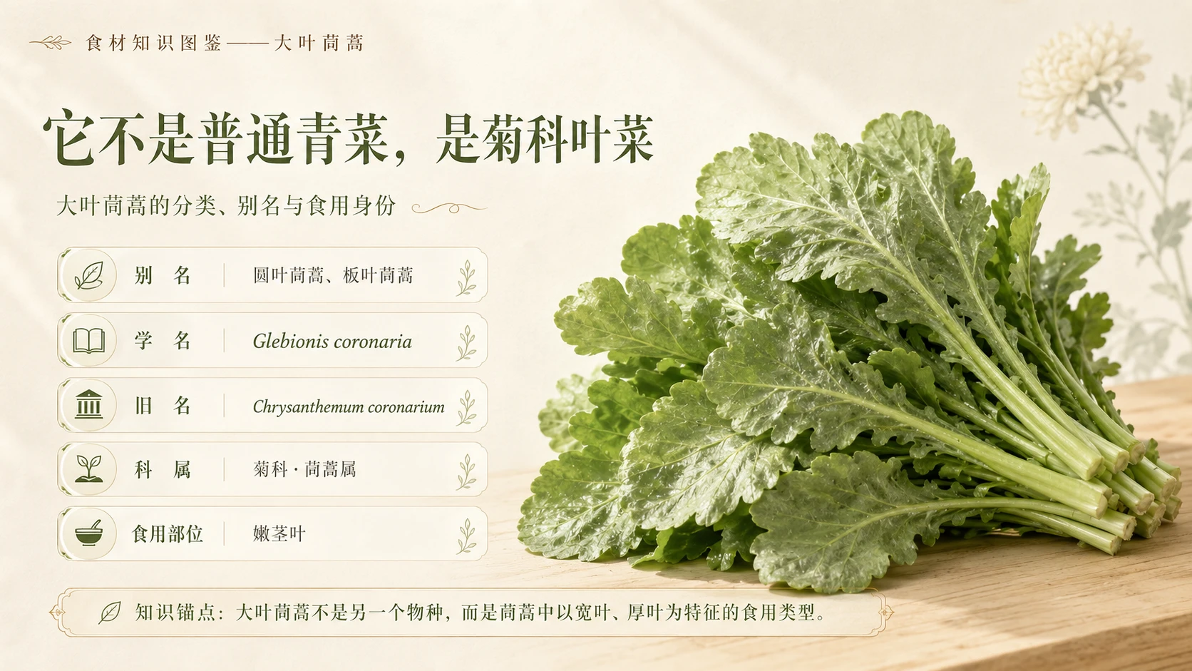 万物知识图鉴系列作品PPT——大叶茼蒿 - 预览图2