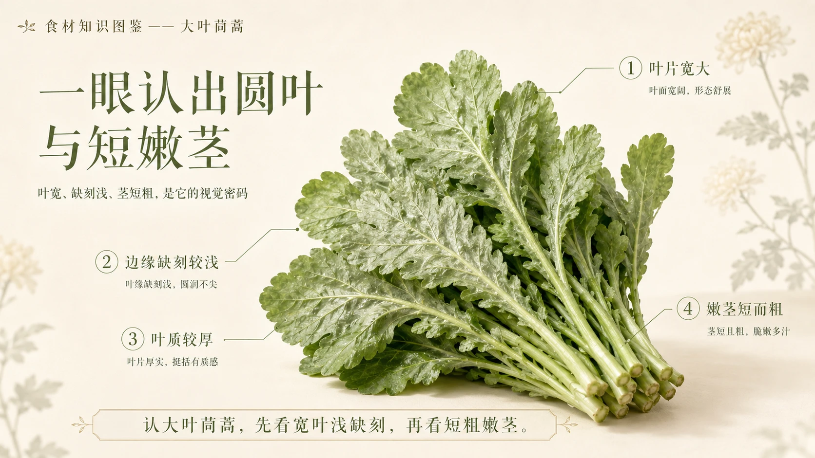 万物知识图鉴系列作品PPT——大叶茼蒿 - 预览图3