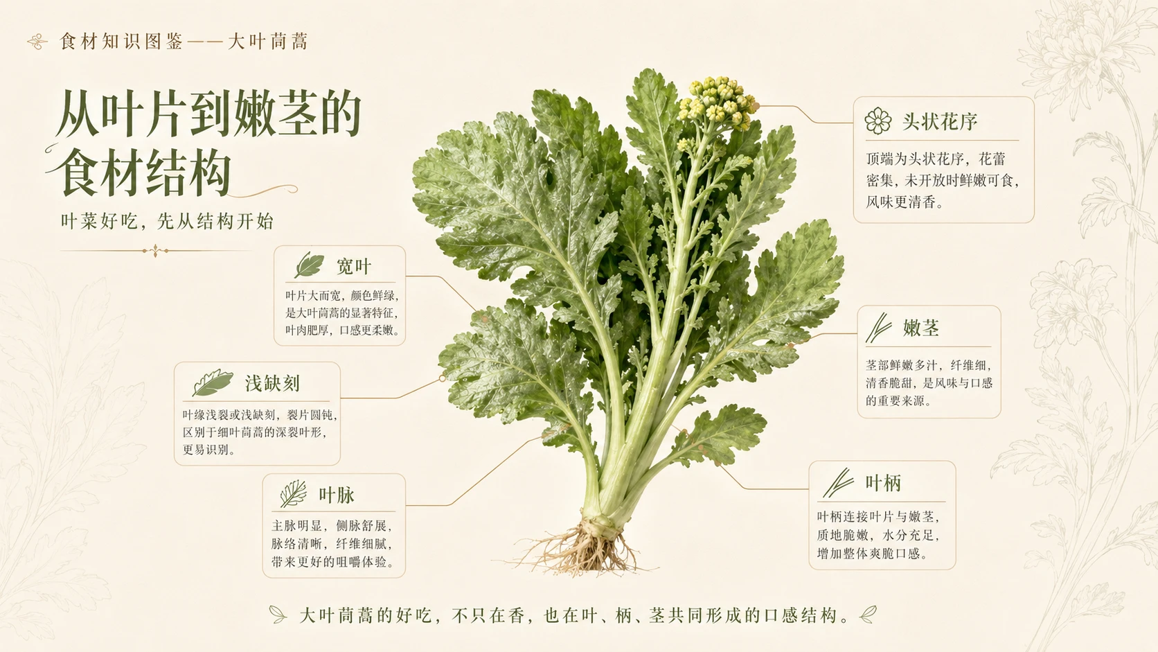 万物知识图鉴系列作品PPT——大叶茼蒿 - 预览图5