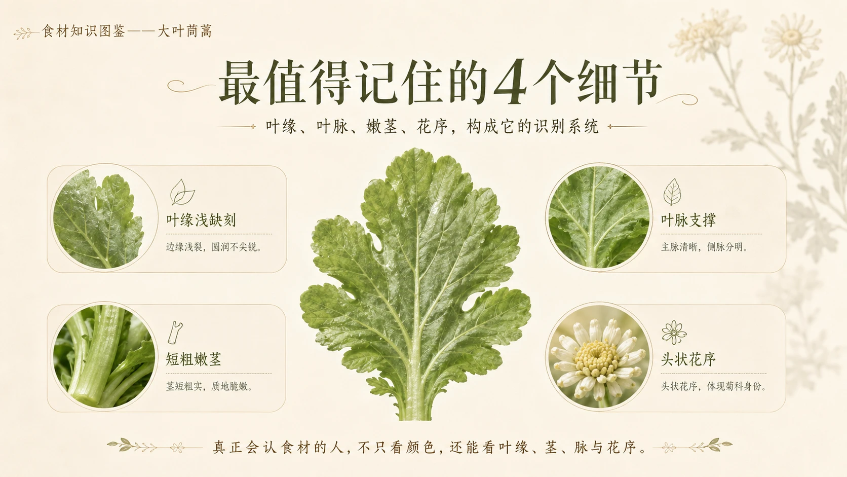 万物知识图鉴系列作品PPT——大叶茼蒿 - 预览图7