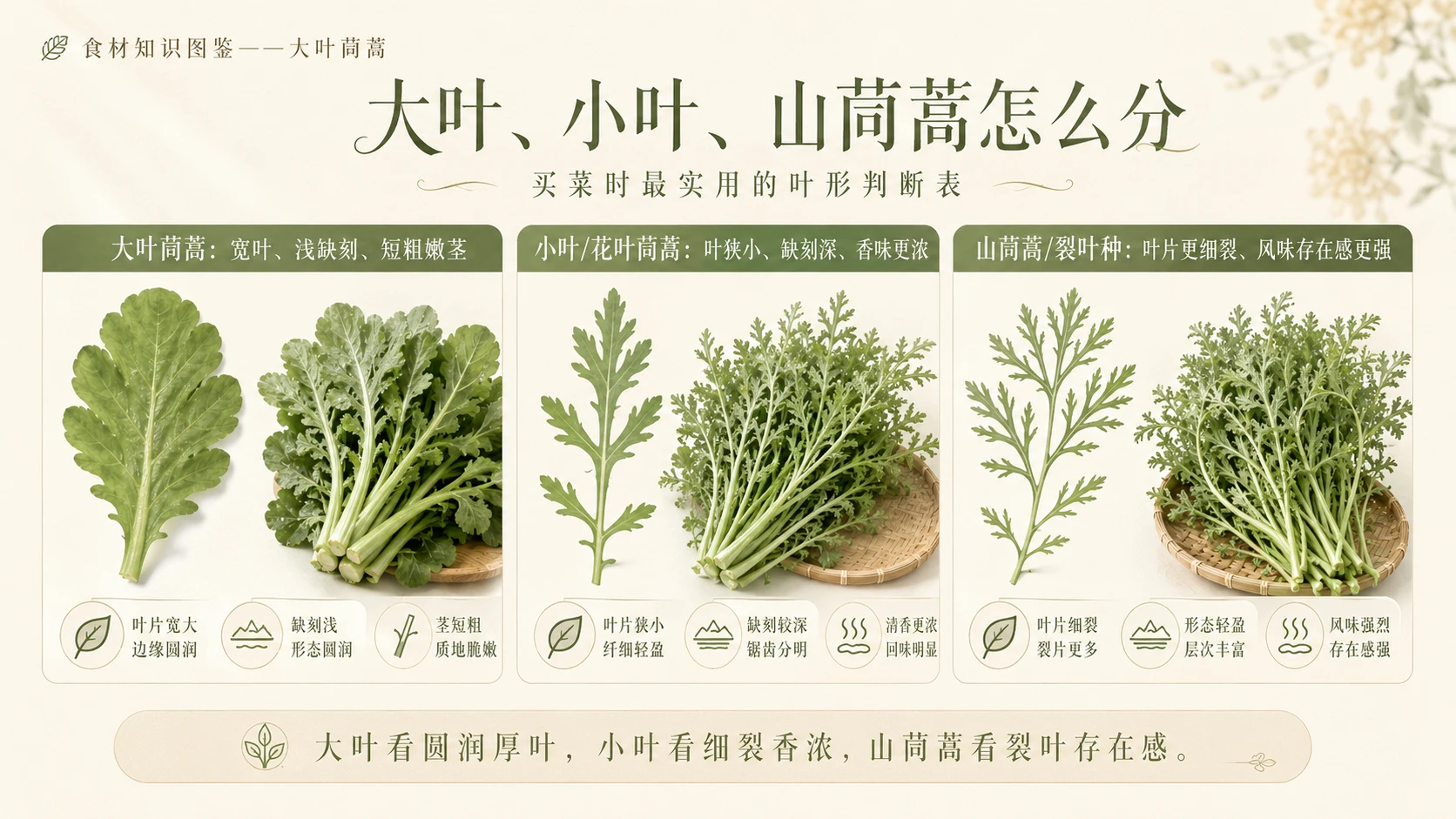 万物知识图鉴系列作品PPT——大叶茼蒿 - 预览图8