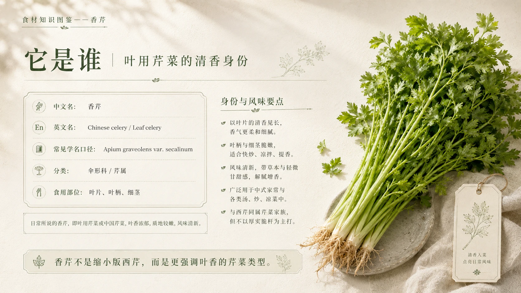 万物知识图鉴系列作品PPT——香芹 - 预览图2