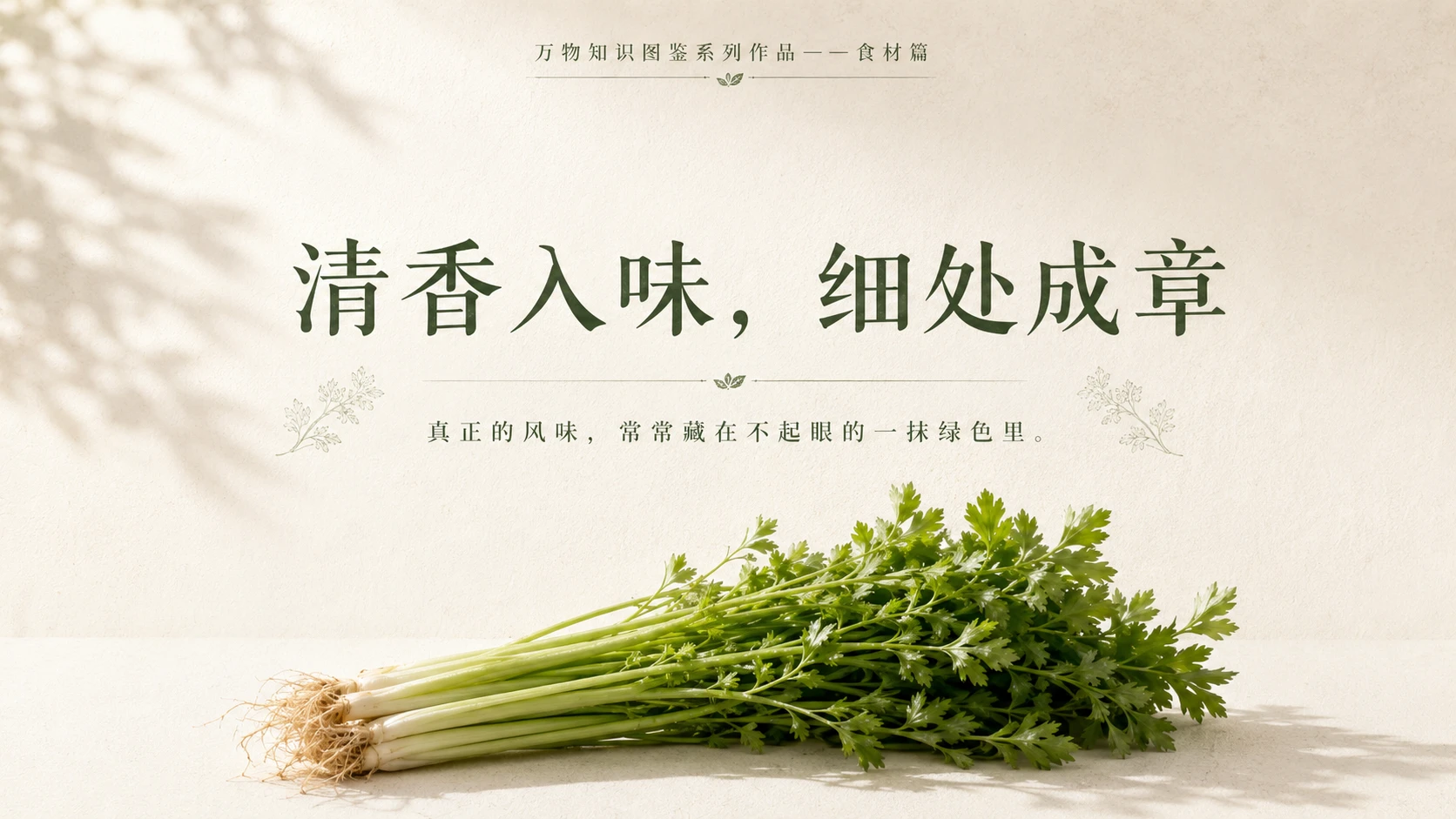 万物知识图鉴系列作品PPT——香芹 - 预览图10