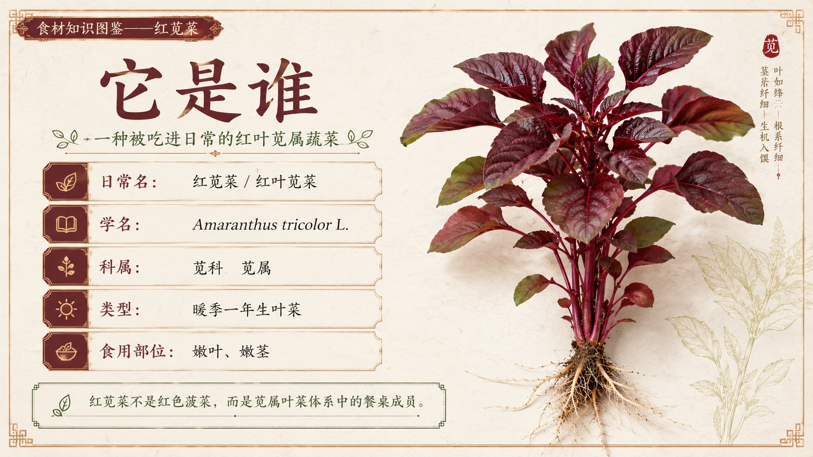 万物知识图鉴系列作品PPT——红苋菜 - 预览图7