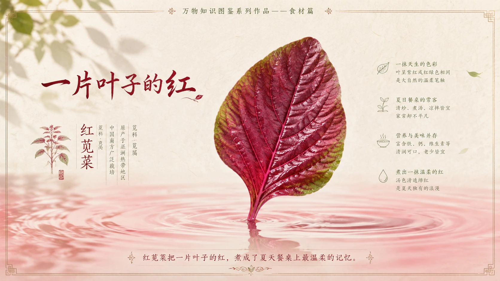 万物知识图鉴系列作品PPT——红苋菜 - 预览图10