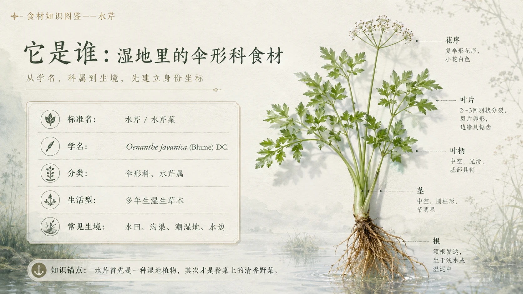 万物知识图鉴系列作品PPT——水芹 - 预览图2