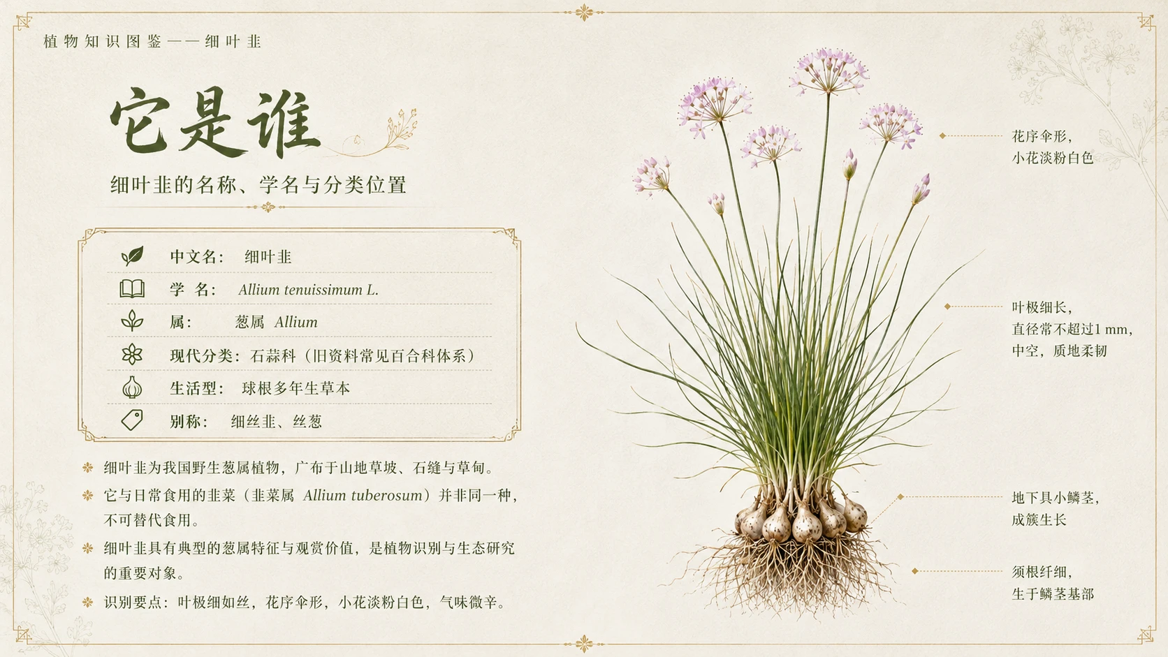 万物知识图鉴系列作品PPT——细叶韭 - 预览图2