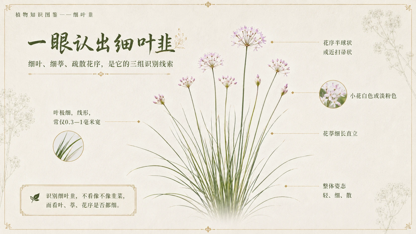 万物知识图鉴系列作品PPT——细叶韭 - 预览图3