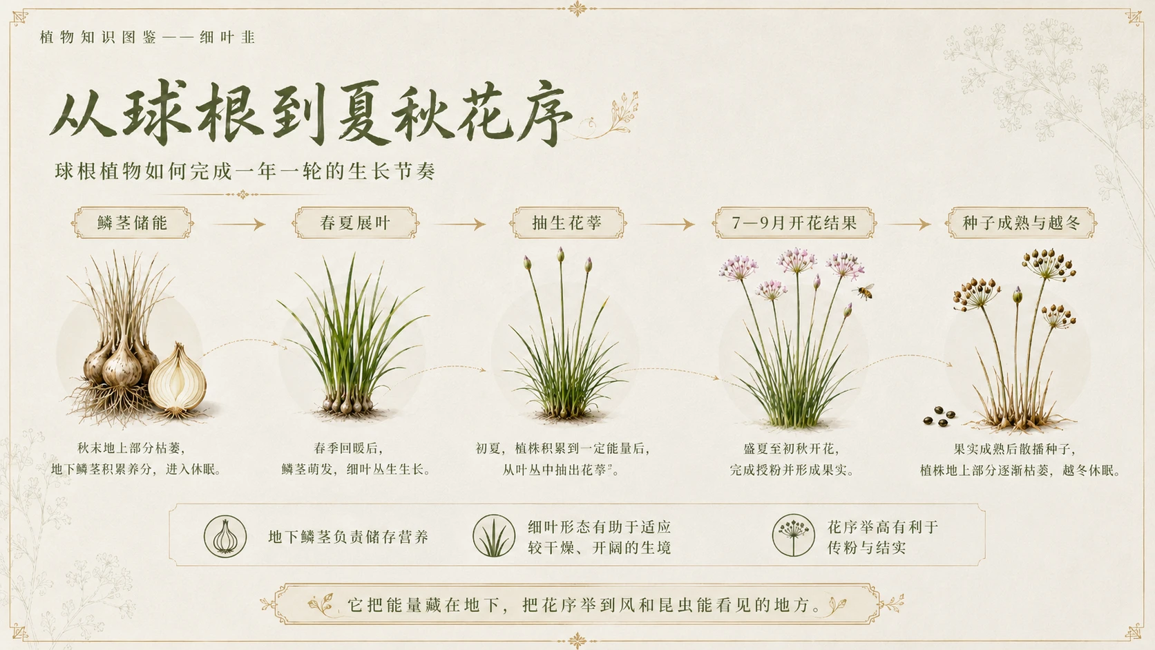 万物知识图鉴系列作品PPT——细叶韭 - 预览图6