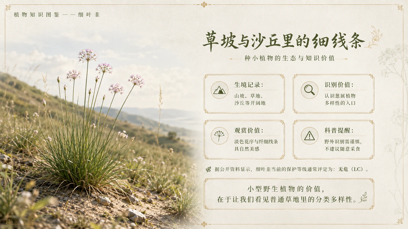 万物知识图鉴系列作品PPT——细叶韭 - 预览图9