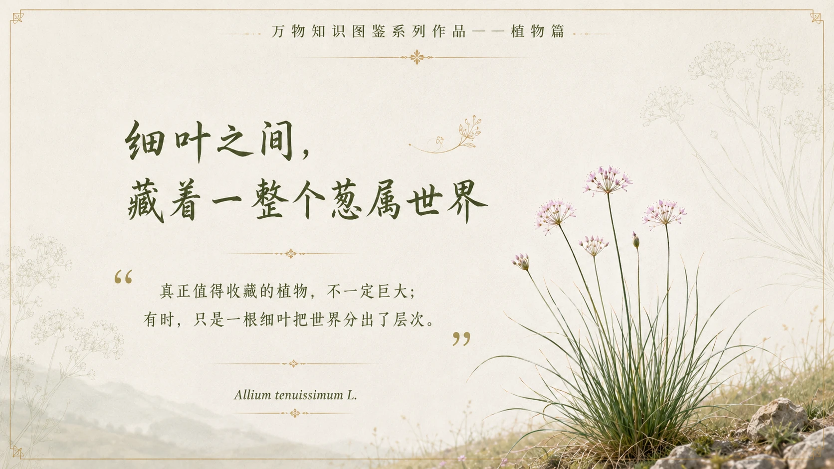 万物知识图鉴系列作品PPT——细叶韭 - 预览图10