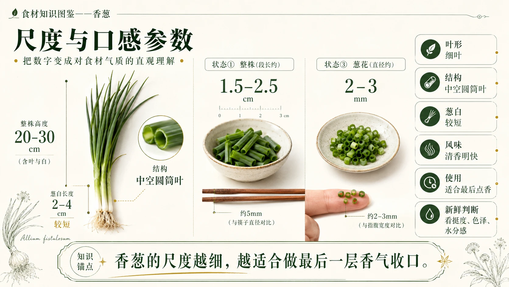 万物知识图鉴系列作品PPT——香葱 - 预览图4