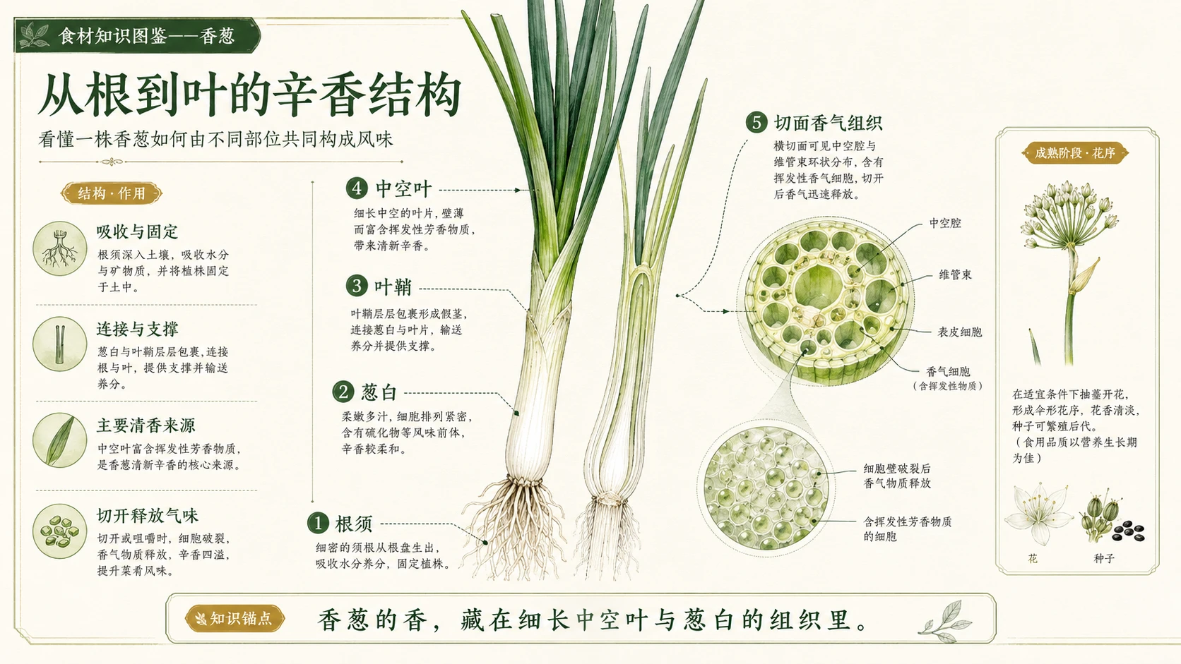 万物知识图鉴系列作品PPT——香葱 - 预览图5