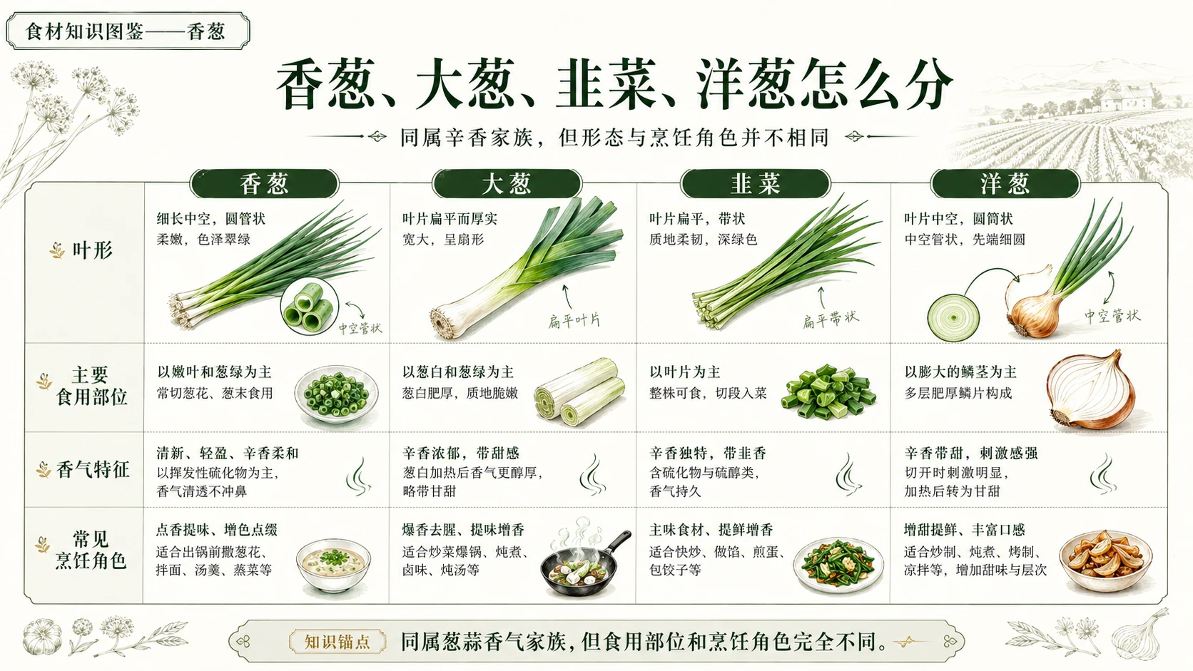 万物知识图鉴系列作品PPT——香葱 - 预览图8