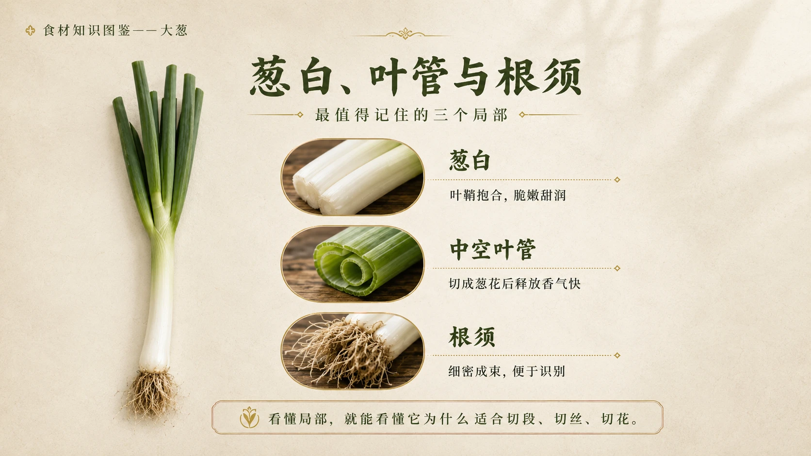 万物知识图鉴系列作品PPT——大葱 - 预览图7