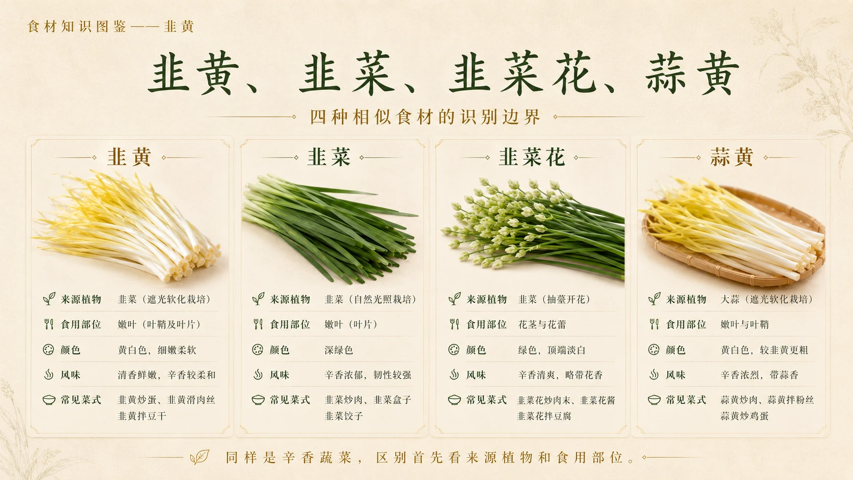 万物知识图鉴系列作品PPT——韭黄 - 预览图7