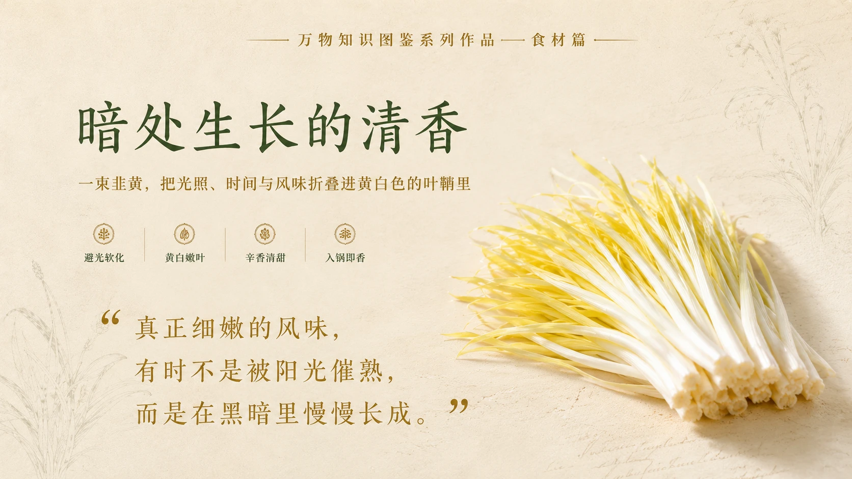 万物知识图鉴系列作品PPT——韭黄 - 预览图9